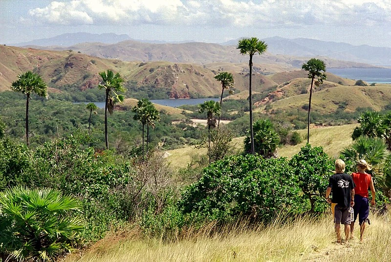 things to do in komodo island