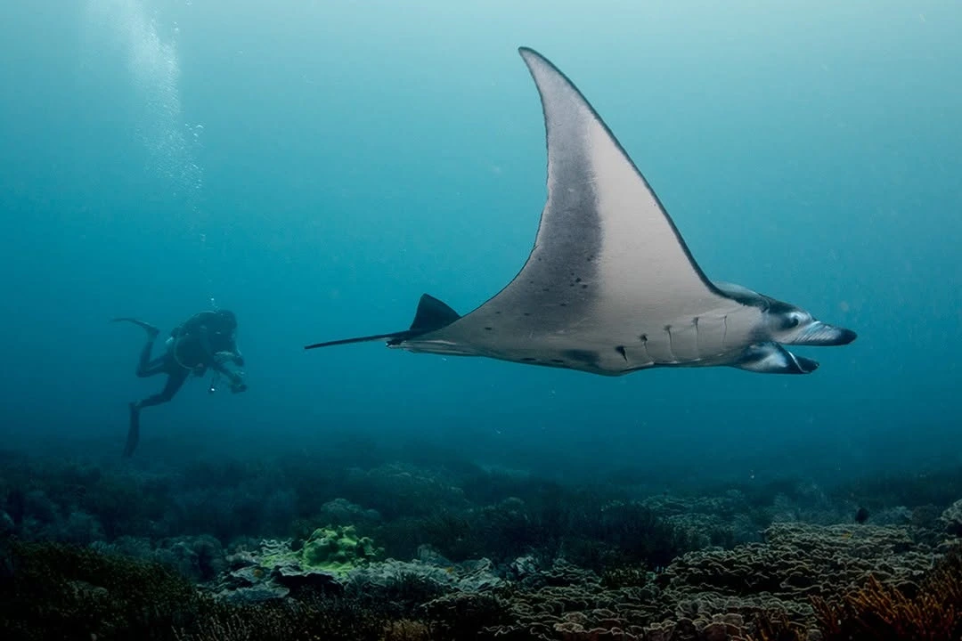 Manta ray diving in East Nusa Tenggara