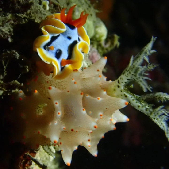 diving site in Maumere 