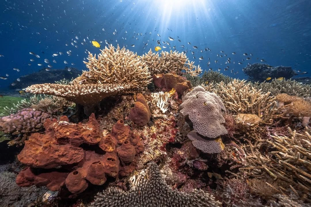 Coral reefs in East Nusa Tenggara