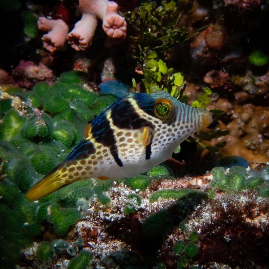 diving sites in Alor Island