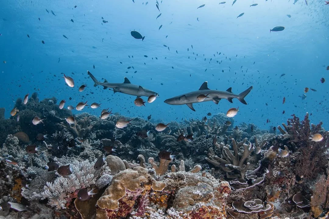 scuba diving sites in Komodo
