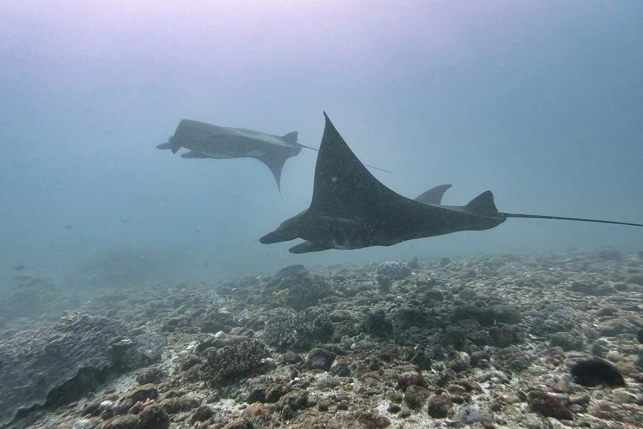 scuba diving sites in Komodo