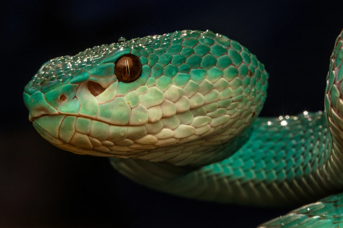 Trimeresurus insularis