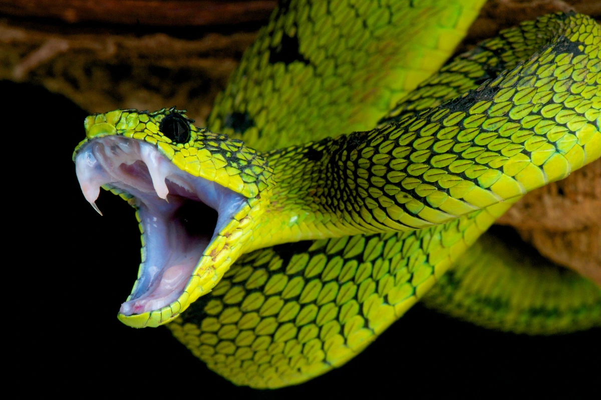 How to encounter pit viper