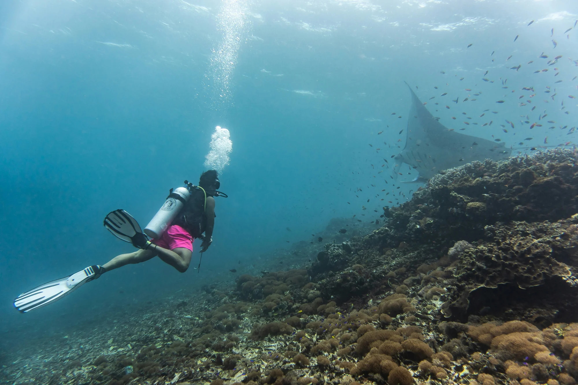 scuba diving in Komodo Island