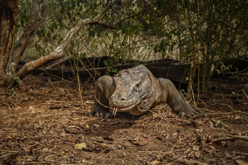 Komodo dragon tours and sightings