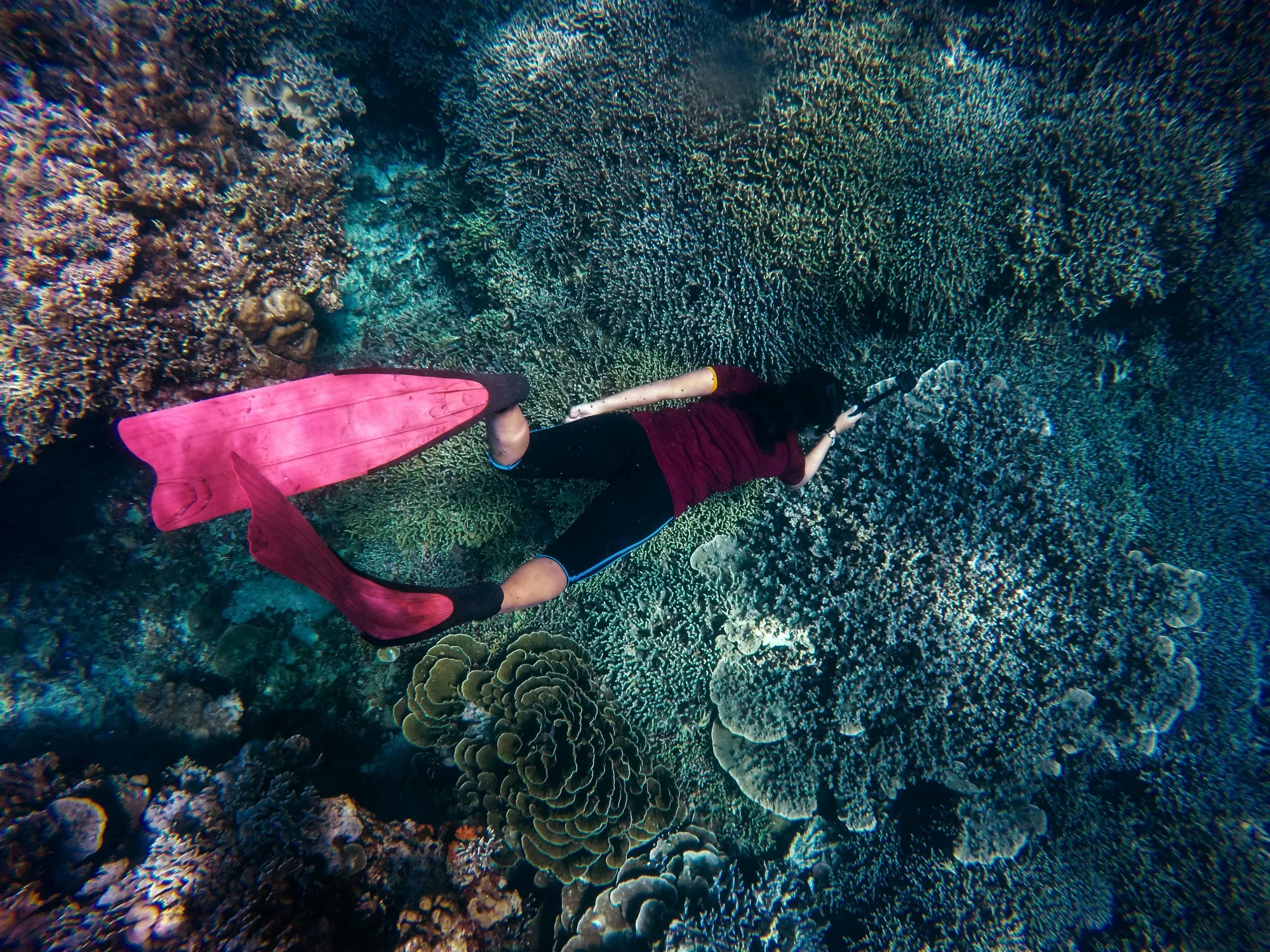 Coral reefs in East Nusa Tenggara
