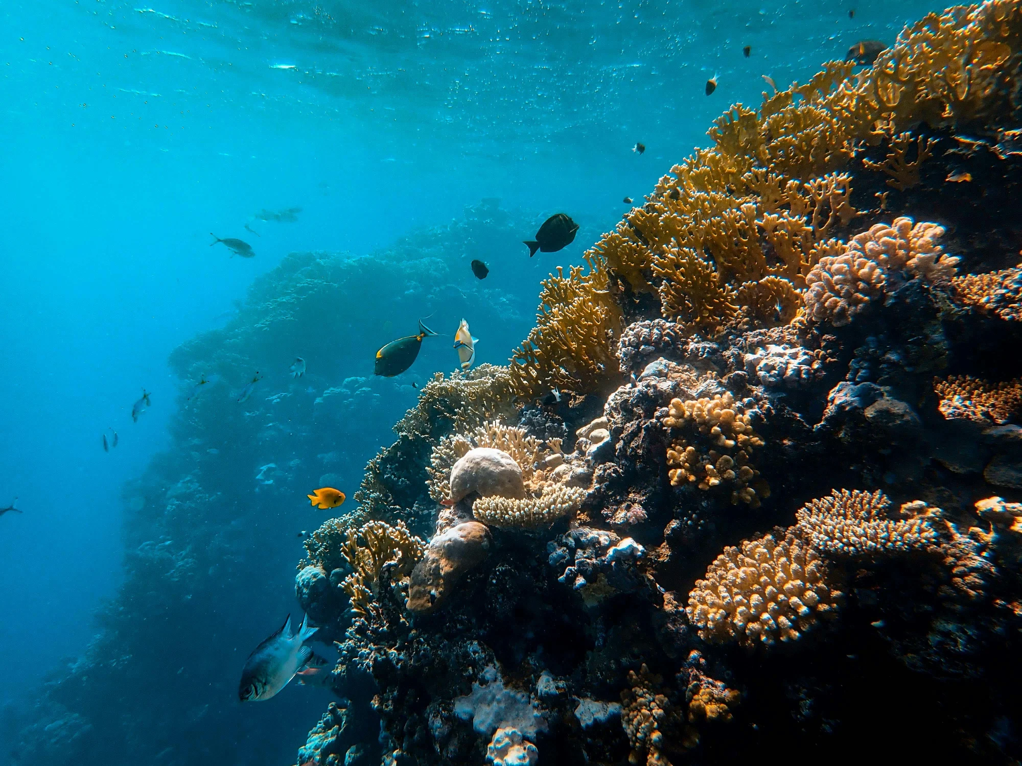 Best coral reefs for diving in Indonesia