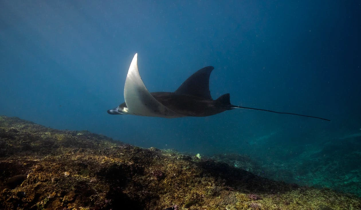 Marine life in East Nusa Tenggara