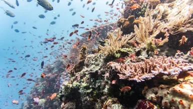 scuba diving in East Nusa Tenggara