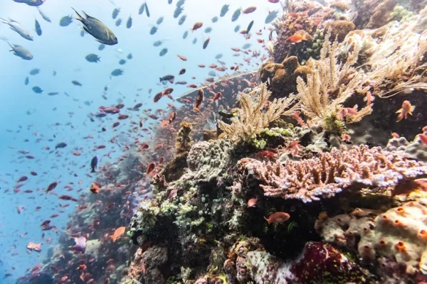 scuba diving in East Nusa Tenggara